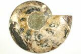 Cut & Polished, Agatized Ammonite Fossil - Madagascar #207434-7